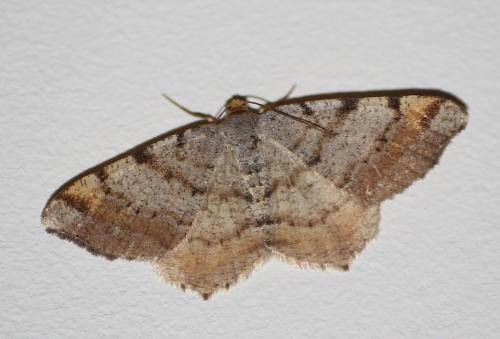 Réf. 212 748 : Macaria liturata